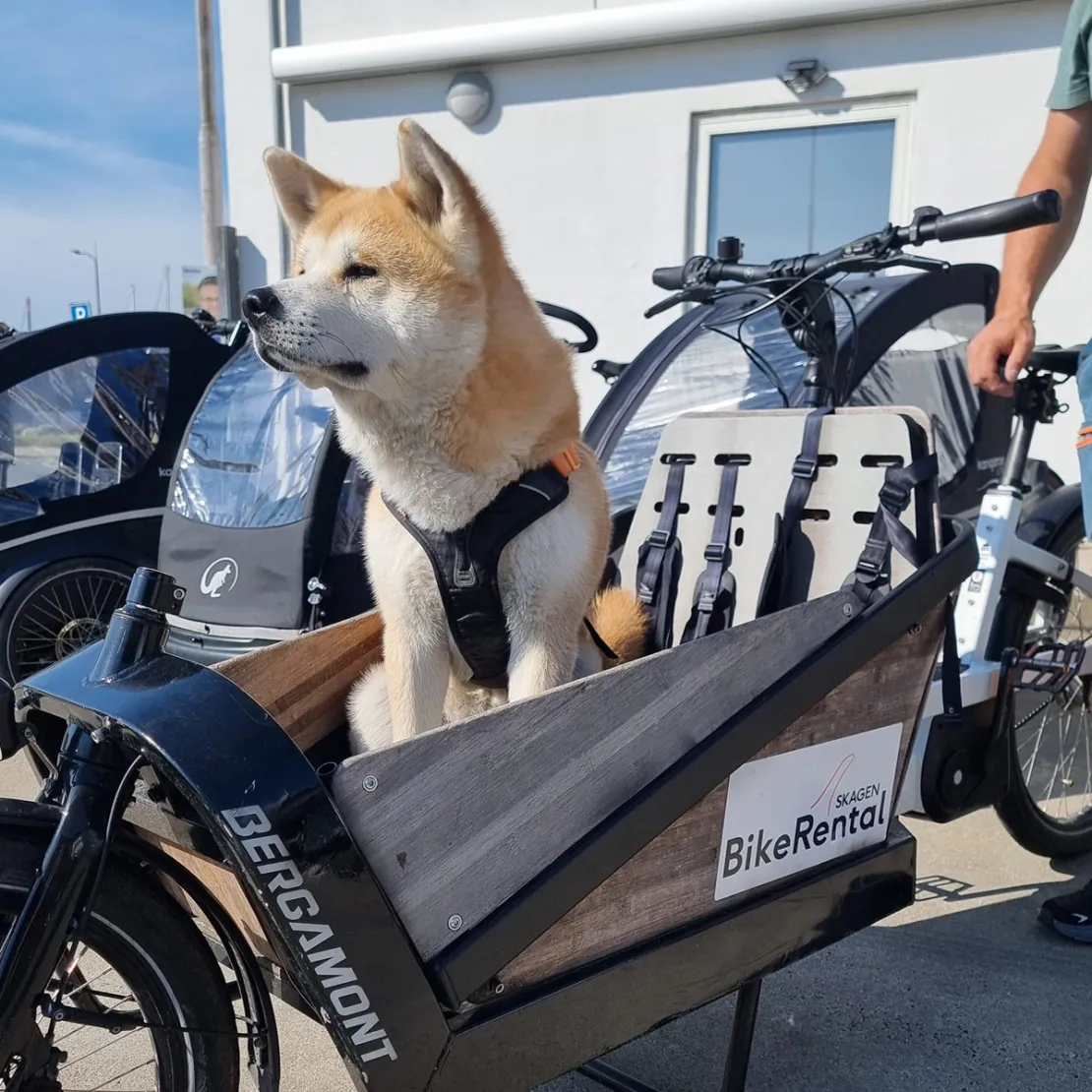 Skagen Bike Rental