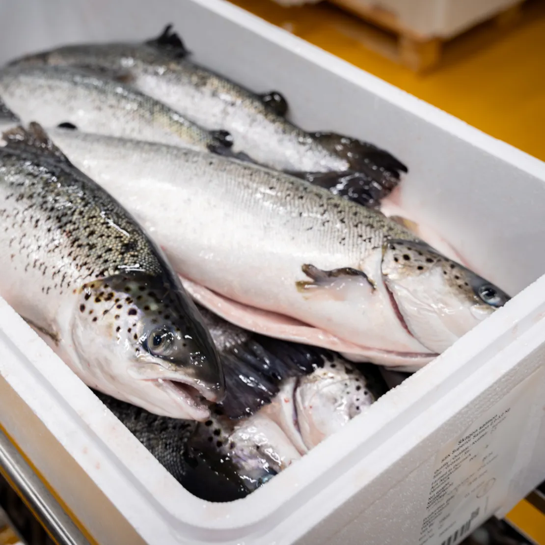 Laks klar til salg fra Skagen Salmon