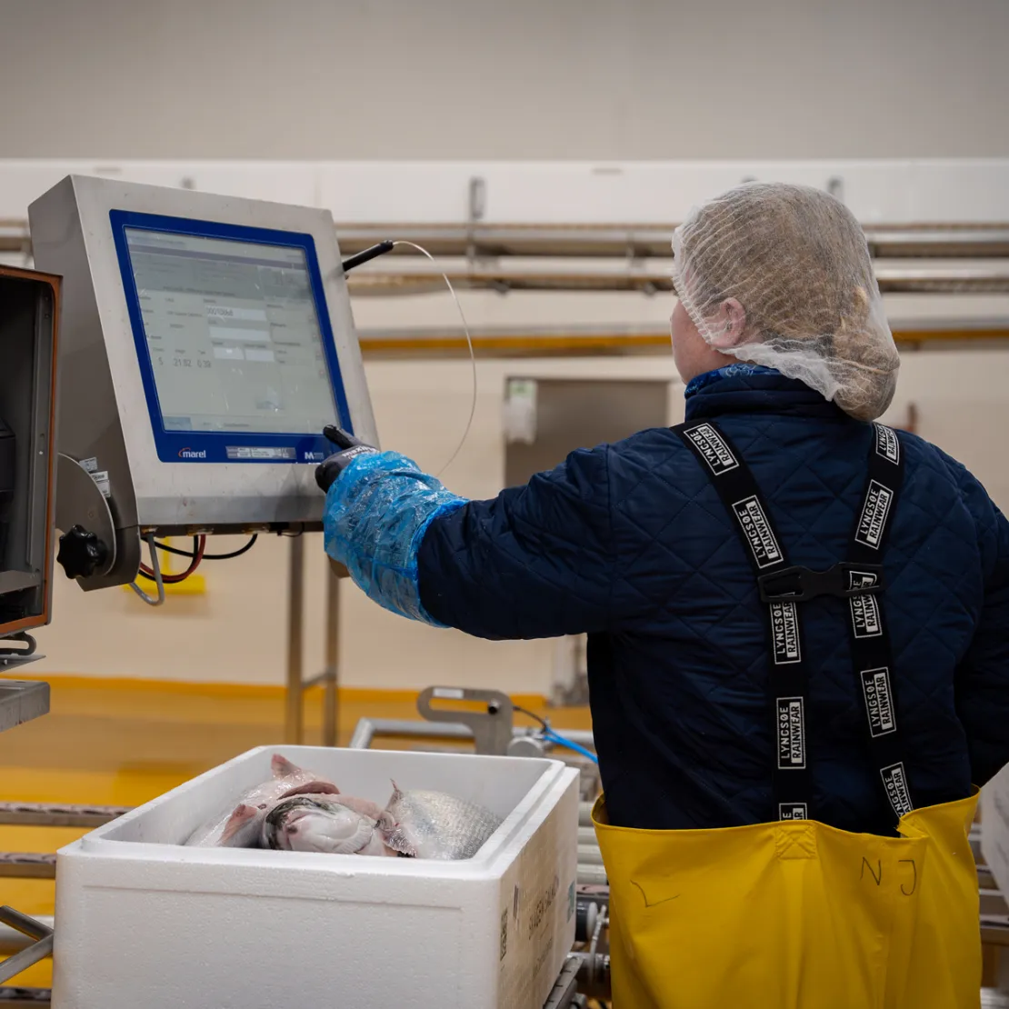 Laksene vejes hos Skagen Salmon