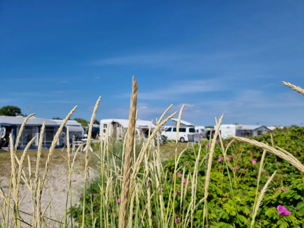 CampOne Grenen Strand