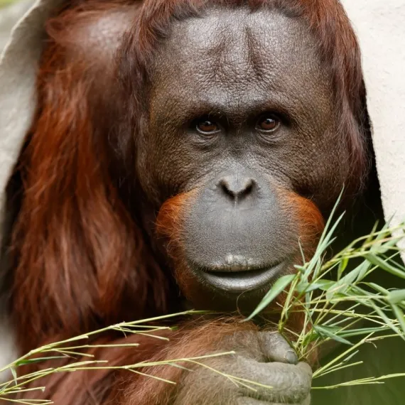 Aalborg Zoo 