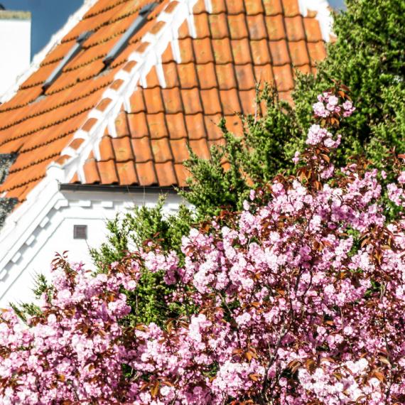 Forår i Skagen huse og blomster
