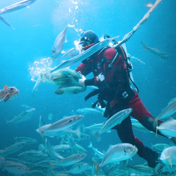 Oplev Nordsøen Oceanarium