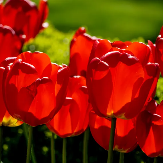 Bangsbo Botaniske Have