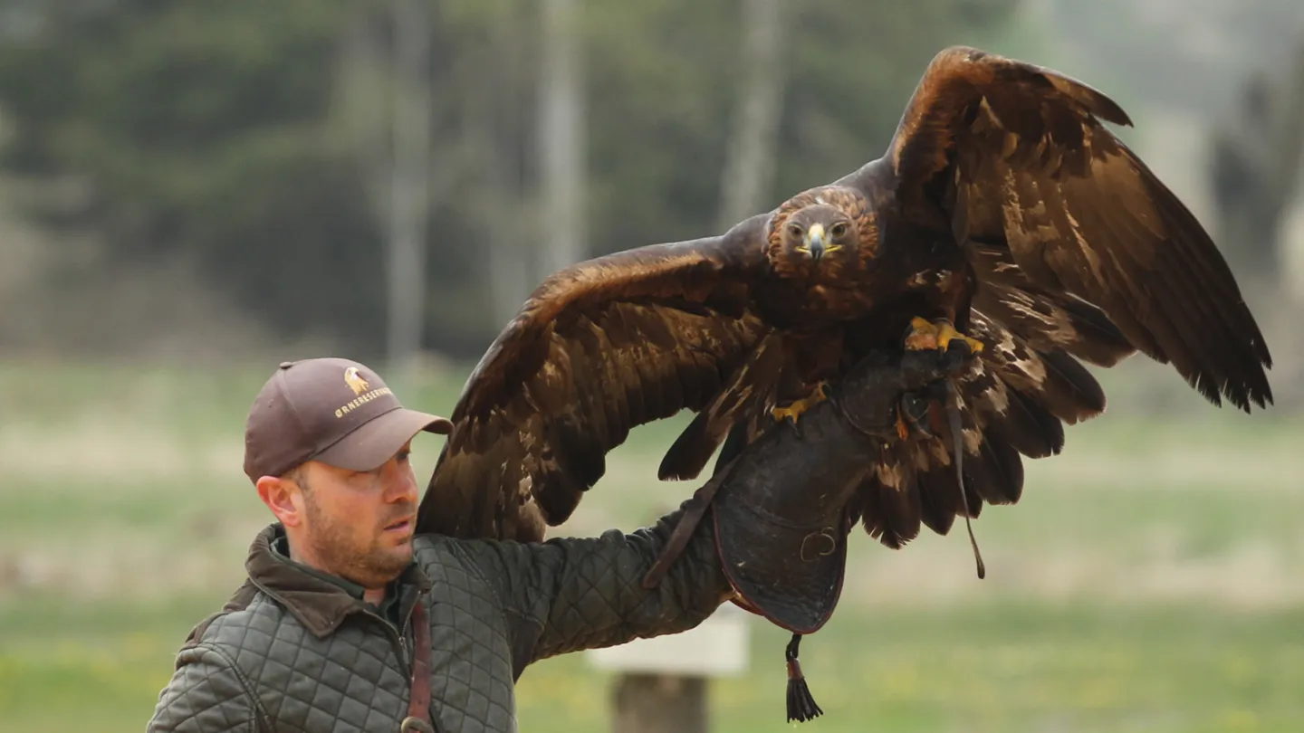 Ørnereservatet - Eagle World