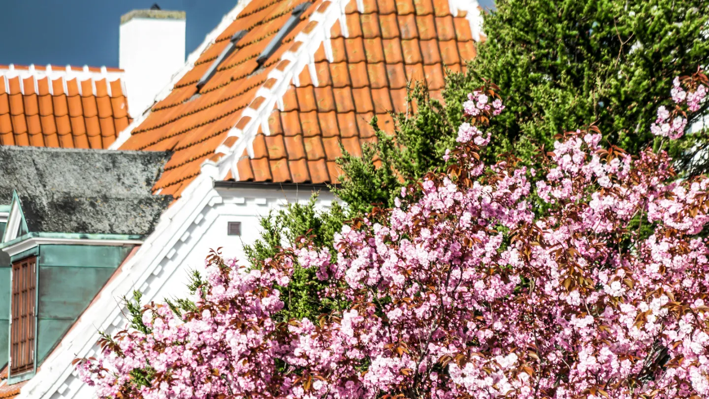 Forår i Skagen huse og blomster