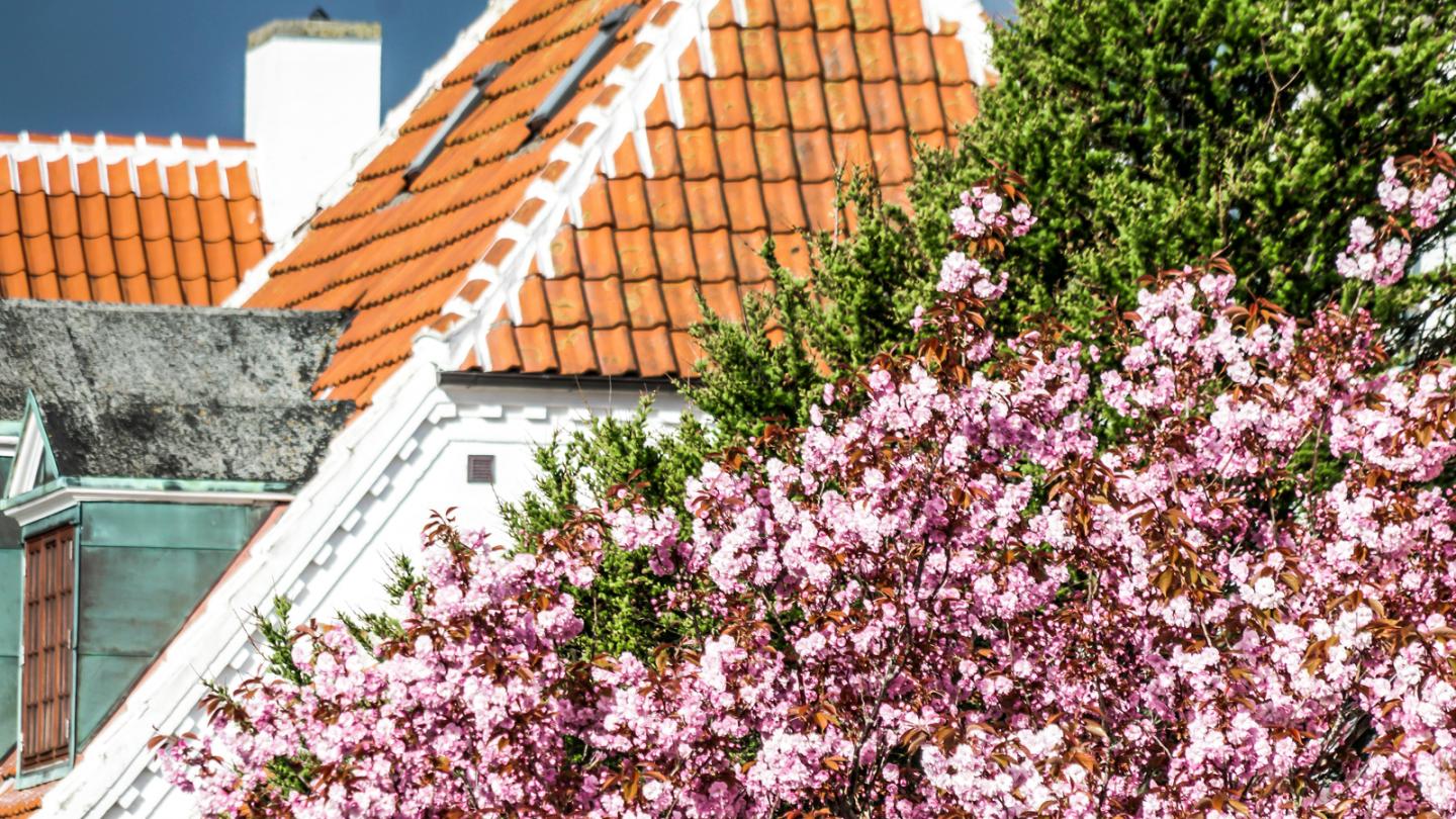 Forår i Skagen huse og blomster