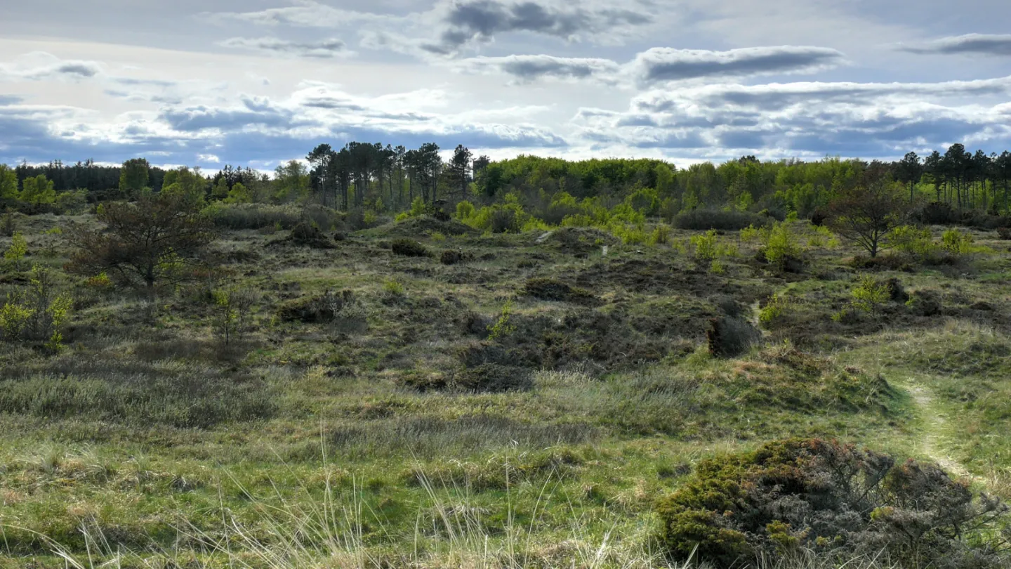 Professorens Plantage Sæby