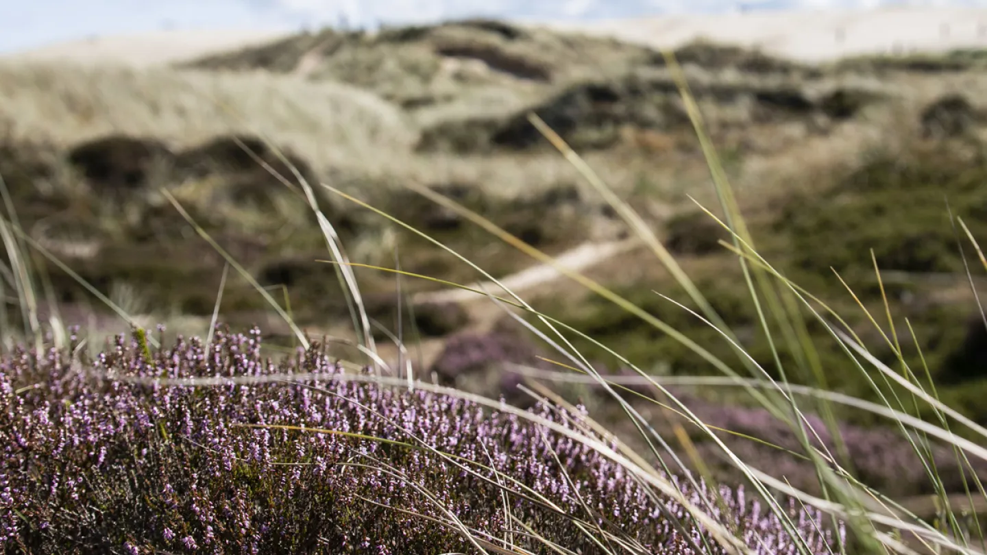 Råbjerg Mile med blomstrende lyng