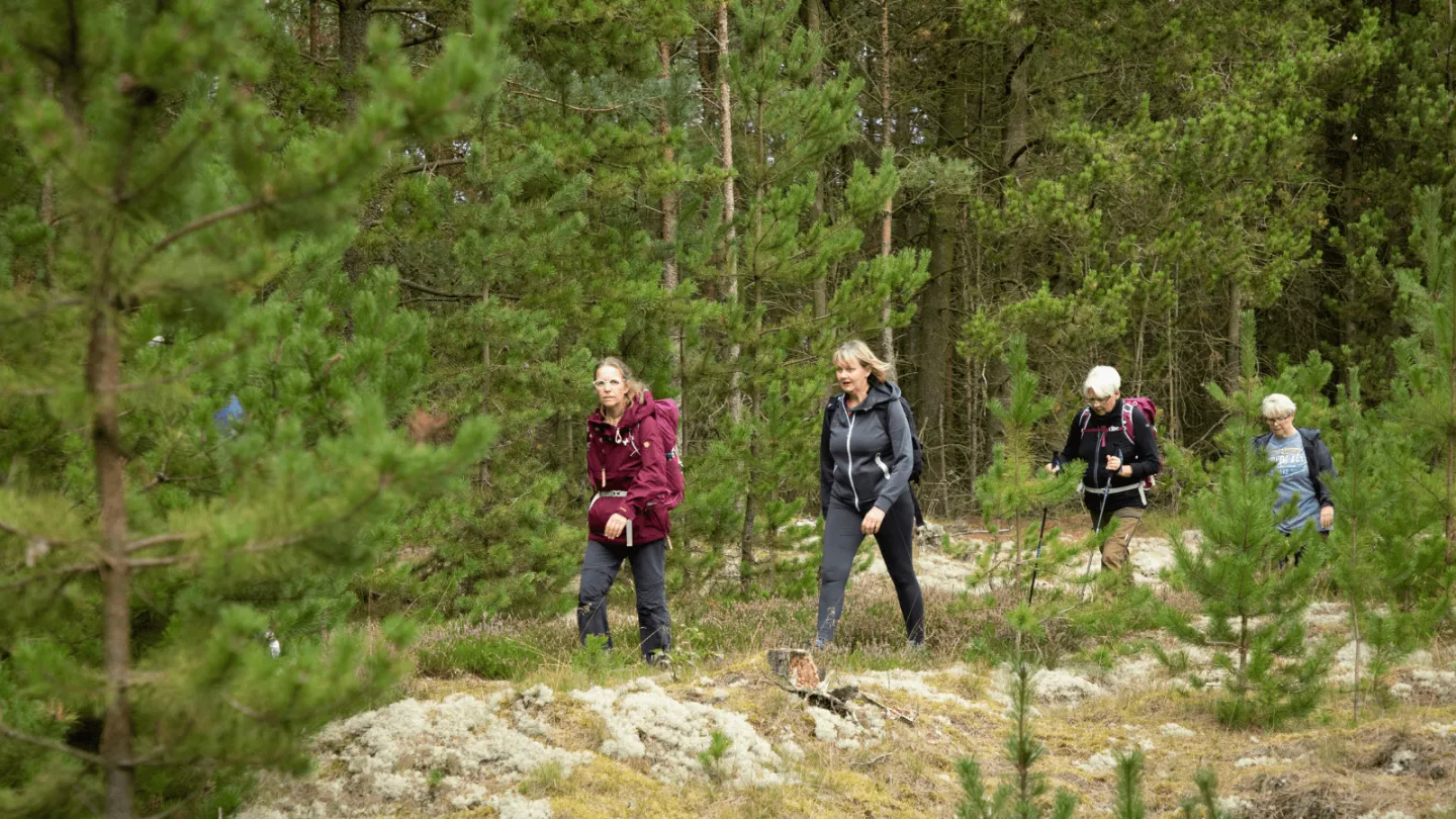 vandretur i skagen klitplantage