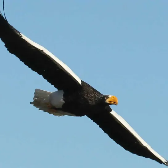 Ørnereservatet - Eagle World