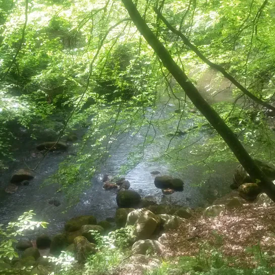 Forår i Sæby med lysegrøn skov