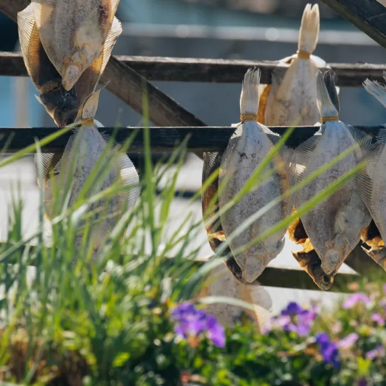 Sommer i Sæby med tørfisk på havnen