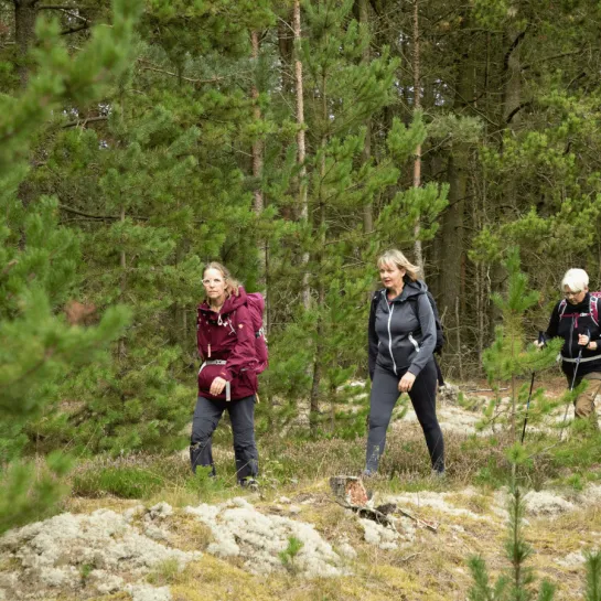 Hærvejen i Toppen af Danmark
